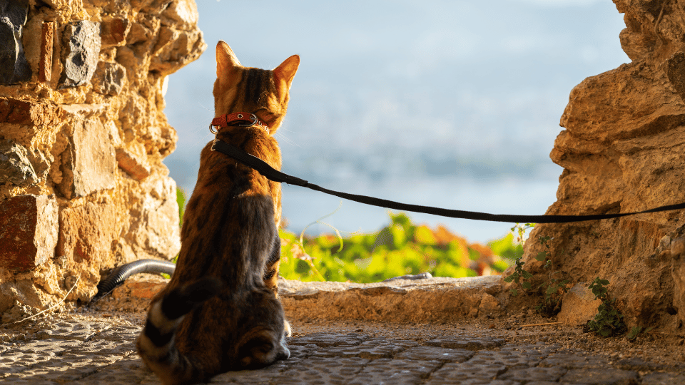 10 Simple Tips for Traveling with Dogs and Cats
