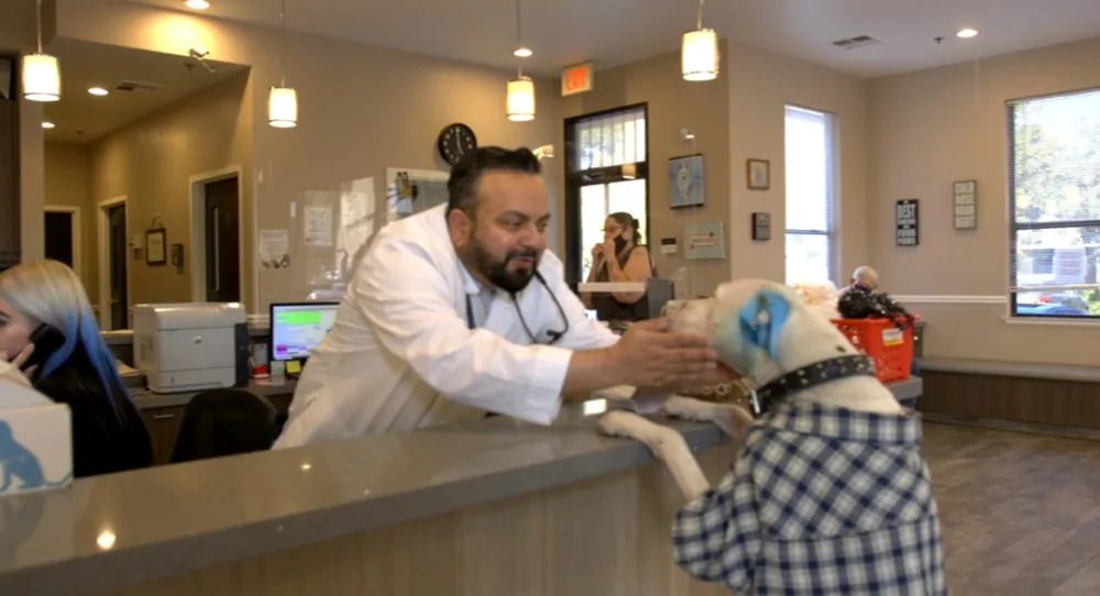 Veterinarian interacting with a dog in the reception area at Central Valley Veterinary Hospital - showcasing our compassionate team and welcoming environment