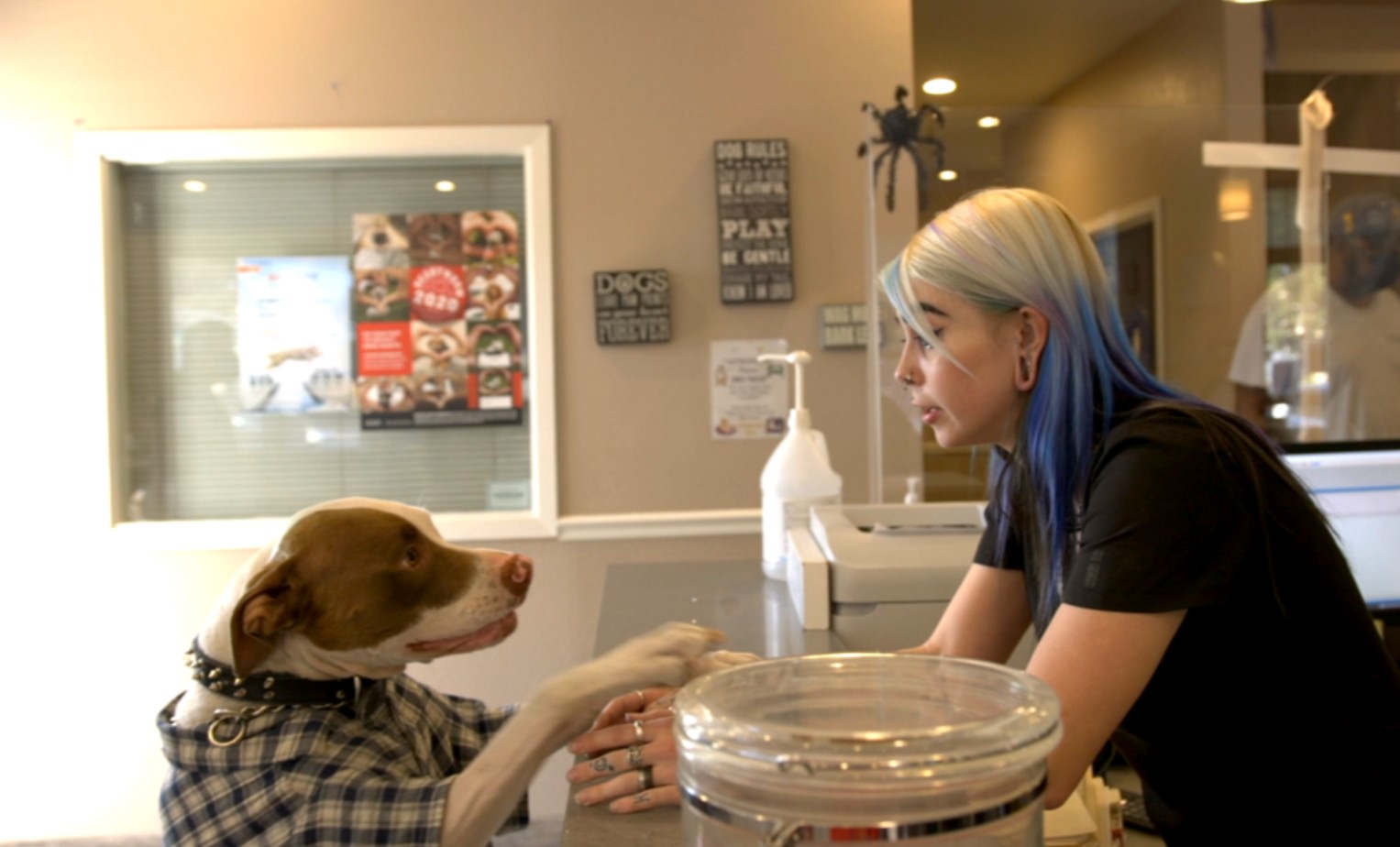 Staff member assisting a dog at Central Valley Veterinary Hospital - demonstrating our dedicated team's commitment to quality pet care