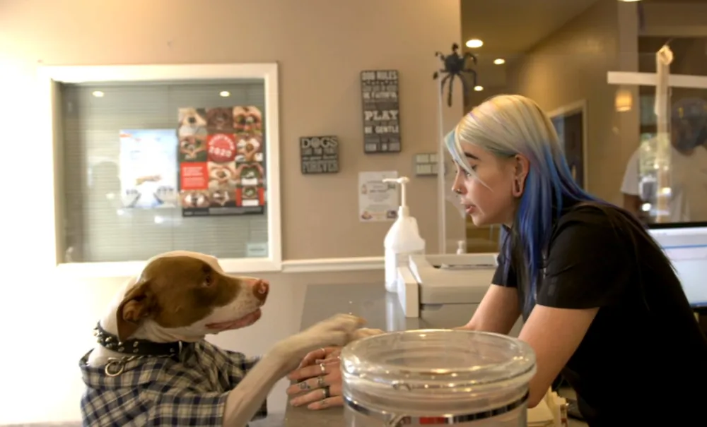 Staff member assisting a dog at Central Valley Veterinary Hospital - demonstrating our dedicated team's commitment to quality pet care