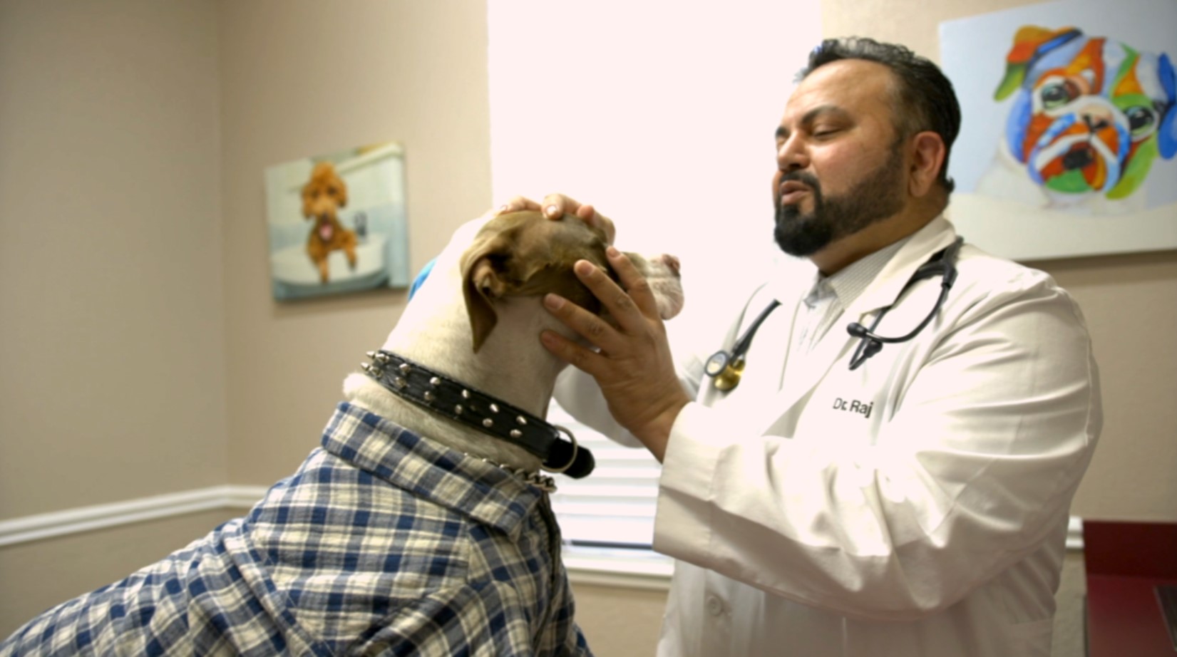 Veterinary team providing compassionate pet care at Central Valley Veterinary Hospital in Manteca, CA - your support team is just a call away