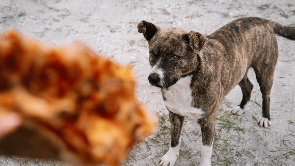 Are Dogs Carnivores? Understanding Their Dietary Needs