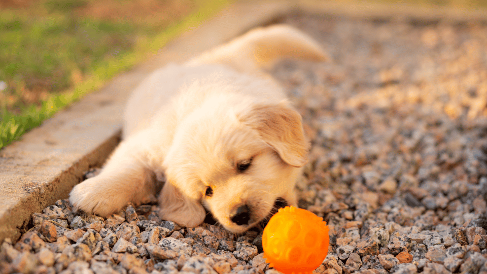 Bringing Home a Puppy: Tips for New Pet Owners