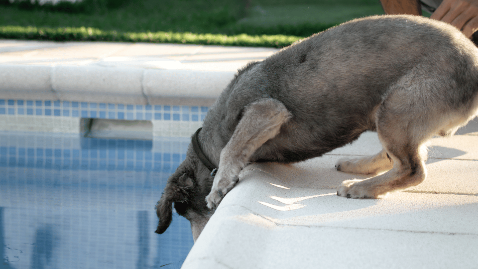 Heatstroke in Dogs: Symptoms and Emergency Response
