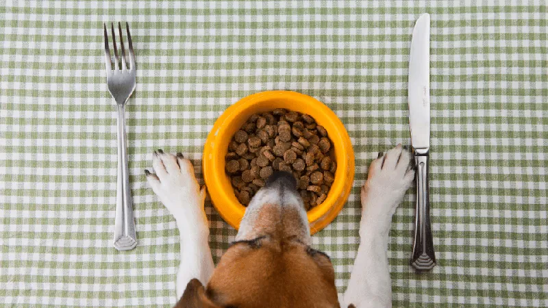 How to Design a Balanced Diet for Your Dog