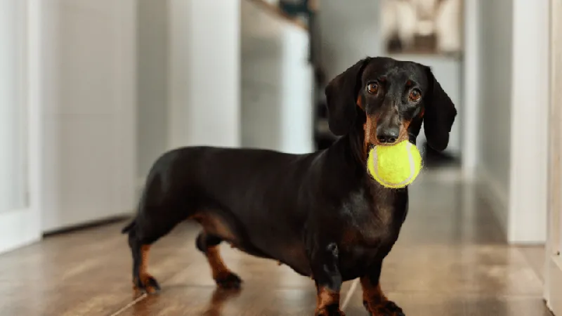 Hypoallergenic Dog Food: Benefits and Tips