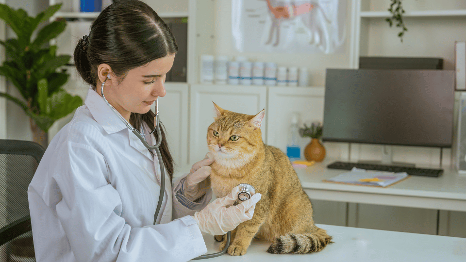 Pre-Visit Checklist for Your Feline Friend