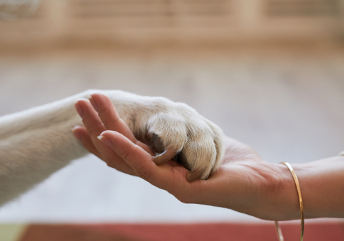 The Importance of Preventive Care for Pets: An Ounce of Prevention